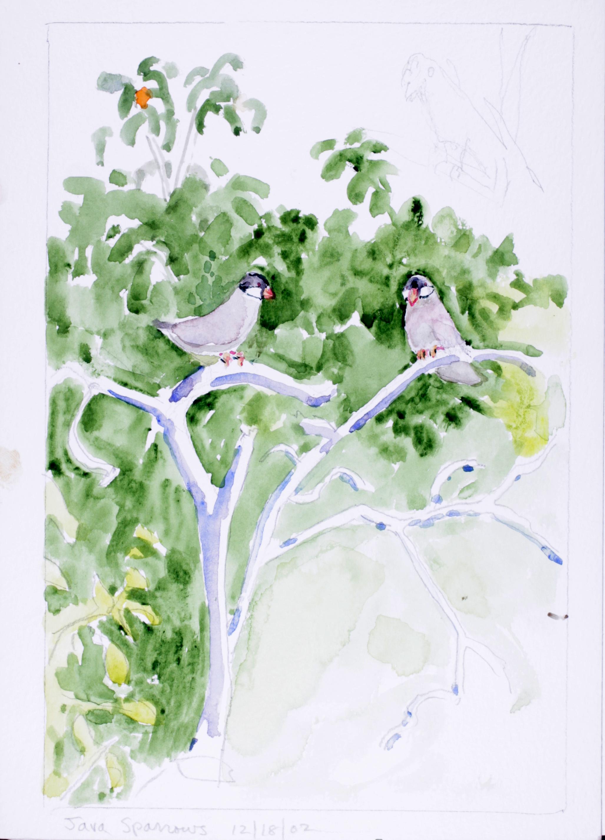 Java Sparrows