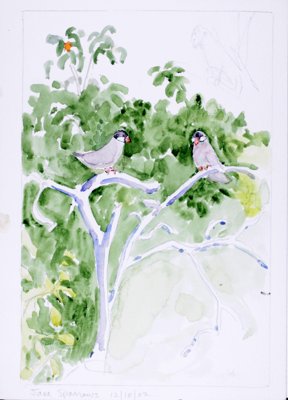 Java Sparrows